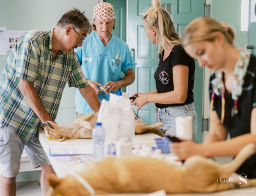 Foto’s honden-sterilisatieproject Curaçao 2022