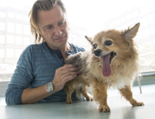 In de Wachtkamer 21 >  Hotspot bij de hond