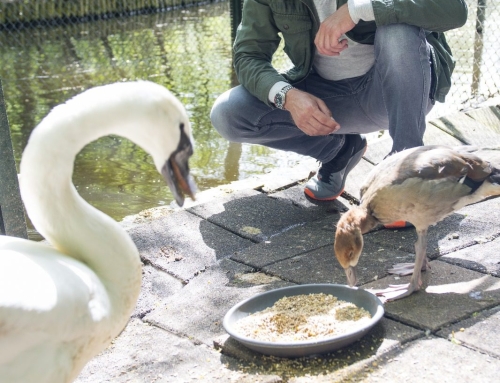 EHBO bij dieren 35 >  EHBO Hobby kippen