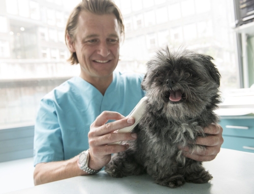 In de Wachtkamer 23 >  Hoe houd je de dierenarts betaalbaar?